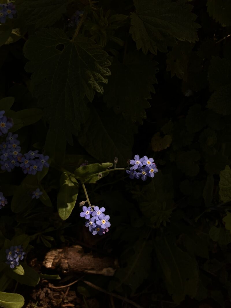 Fine Art Nature Photography C-type Print