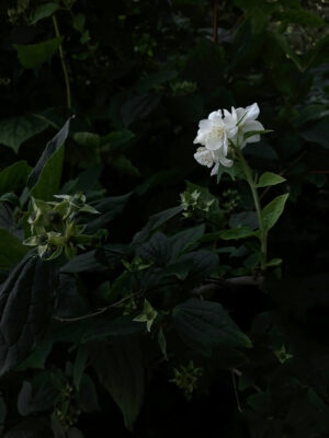 Nature Photography Print