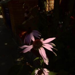 0CE78B94-536B-48CE-BC25-678BB83B3F3E_1_105_c