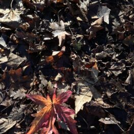 15F00922-B8C6-4AB0-A835-AA8287141B5D_1_105_c