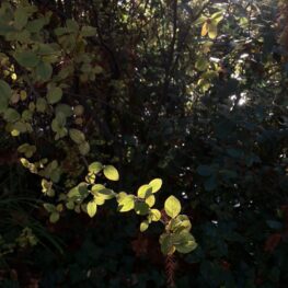 83FA6645-F9B9-4B4B-A118-F8455220AA94_1_105_c