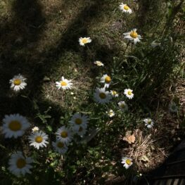 908B195A-D155-4B2E-ABE3-13A92D490297_1_105_c