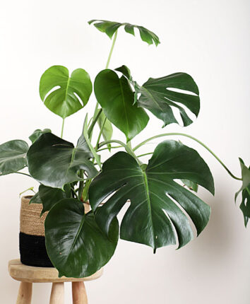 product photography and visual content