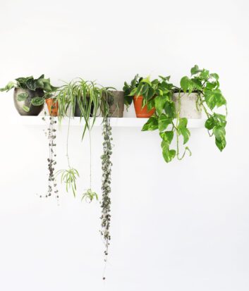 product photography and visual content
