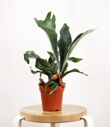 product photography and visual content