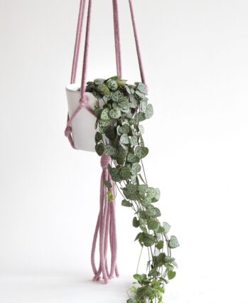 product photography and visual content