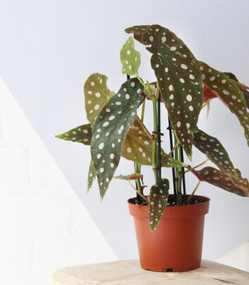 product photography and visual content
